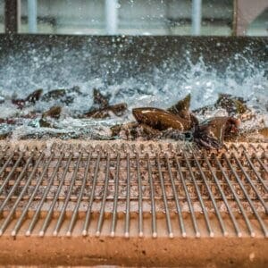 Fish Hatchery